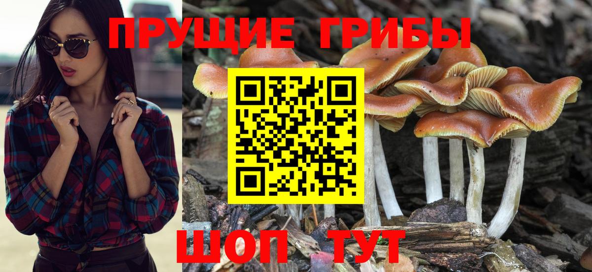 купить наркотик  Вход с VPN  Сосновоборск  Псилоцибиновые грибы GOLDEN TEACHER 